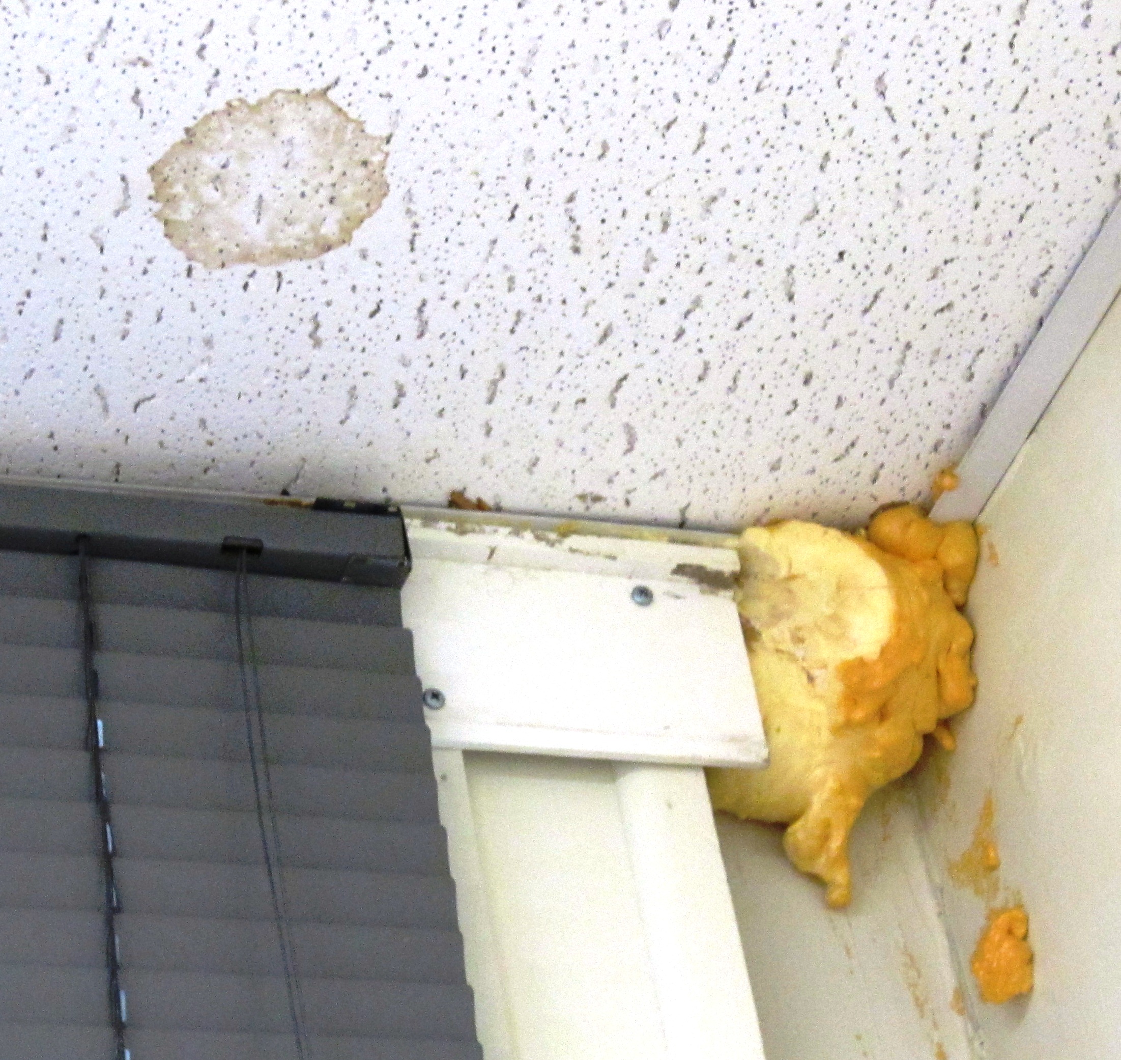Mouse Urine Rat Urine Stains On Ceiling